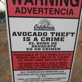 A warning sign for stealing avocados