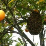 A big beehive we almost messed with