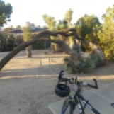 Sometimes Joshua Trees are silly!