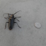 Giant beetle by our house (it's real!)