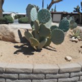 Mickey Mouse Cactus (a.k.a. Prickly Pear)