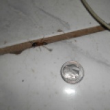 Giant ant next to a US dime
