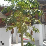 Papaya tree with our 'caixa d'agua' (big water box) in the corner of the picture